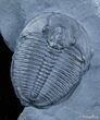 / Inch Elrathia Trilobite In Matrix - Utah (ON EBAY) #2474-1